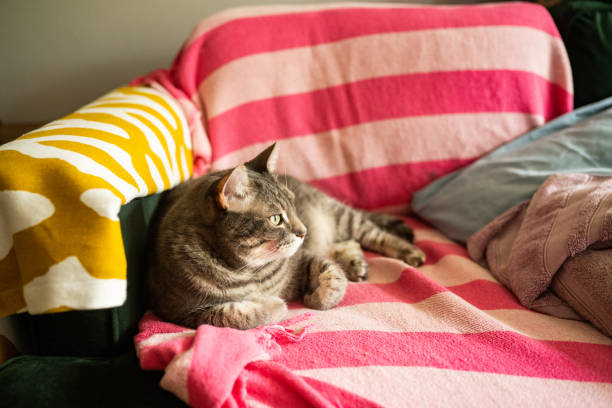 istock Pet Tabby Cat Sitting on Couch at Home Indoors 1328563874
