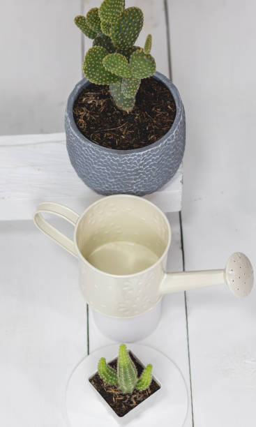 istock Plants, cactus, buckets and watering can 1328563931