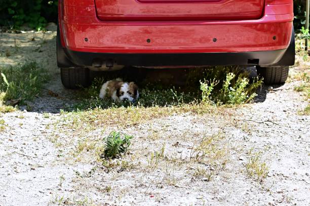 Little cute dog hides under parked car