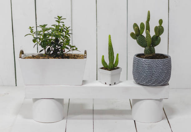 Image of the interior of a house with plants, cactus, buckets and a watering can, with a painted wooden background.