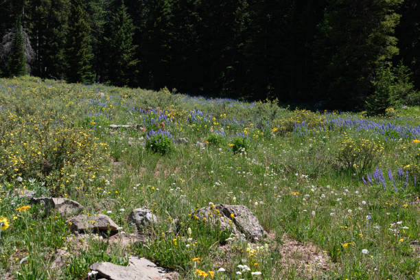 istock Wildflower Meadow on the Grand Mesa 1328567196
