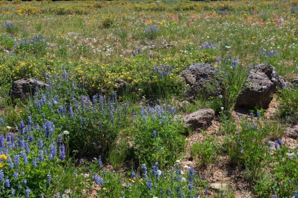 istock Beautiful wildflower meadow 1328568079