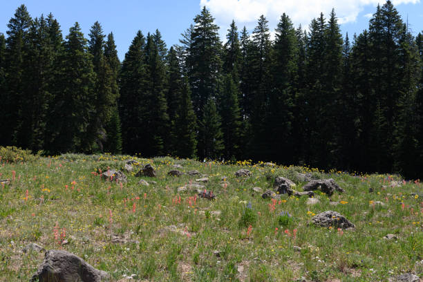 istock Beautiful wildflower meadow 1328568258