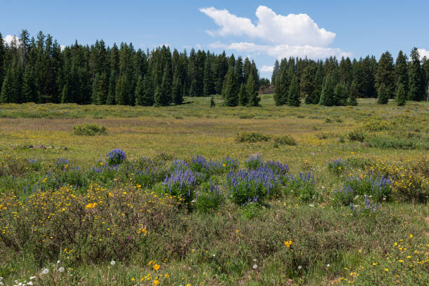 istock Beautiful wildflower meadow 1328568275