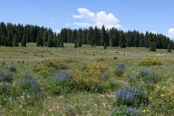 istock Beautiful wildflower meadow 1328568851