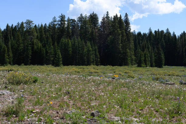 istock Beautiful wildflower meadow 1328568859