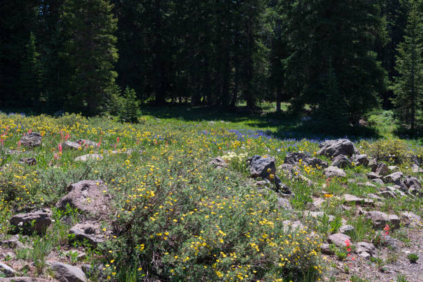istock Beautiful wildflower meadow 1328569054