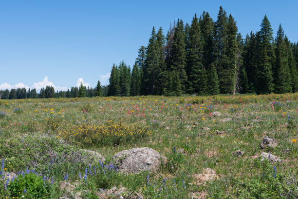 istock Beautiful wildflower meadow 1328569116