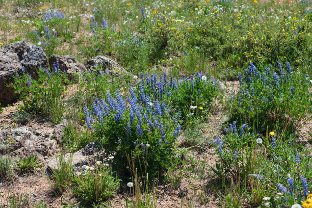 istock Beautiful wildflower meadow 1328569356