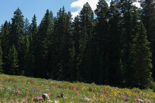 istock Beautiful wildflower meadow 1328569372