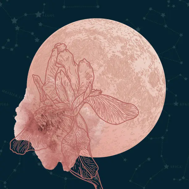 Vector illustration of Lunar Month of April Wildflower Iris Moon