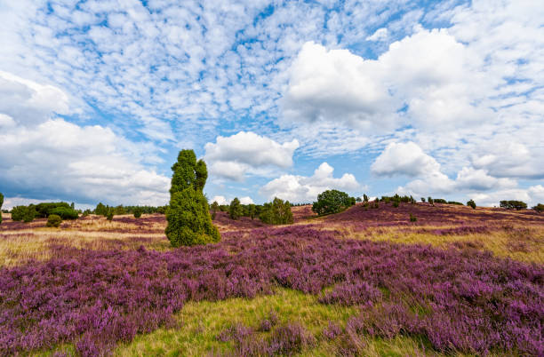 istock Heather in bloom and juniper tree in Luneburger Heath (