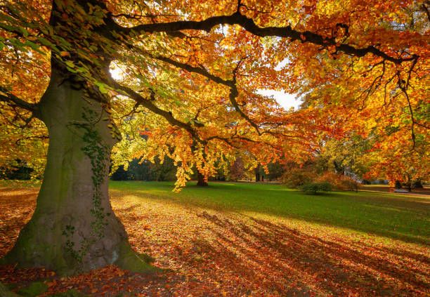 Beech tree with autumn leaves in sunlight back lit in public park stock photo