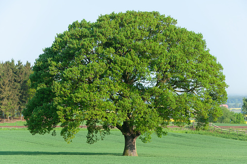 Majestic single old  oak tree on agricultural field in springtime