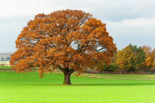 Majestic single old  oak tree on agricultural field in brown autumn leaf color