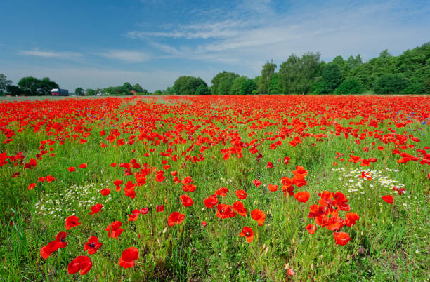 Agricultural field with red poppy blossoms