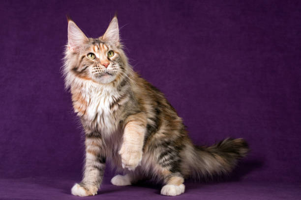 istock A big maine coon cat. 1328571381