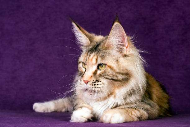istock A big maine coon cat. 1328571382