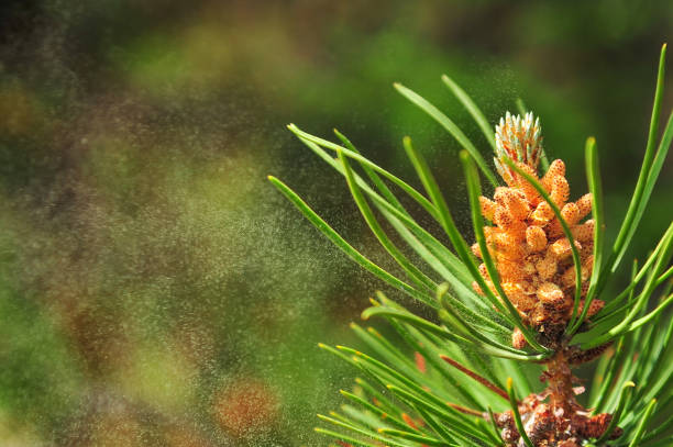 Pollen seeds blow in the wind from a long needle pine tree across the prairies of Alberta Canada