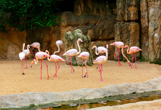 Flock of pink flamingo Flock of pink flamingo . Wading bird family Phoenicopteridae . Exotic birds and natural rocks aviary photos stock pictures, royalty-free photos & images