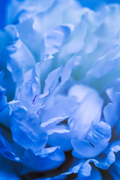 istock Soft focus, abstract floral background, pale blue peony flower petals. Macro flowers backdrop for holiday brand design 1328574131