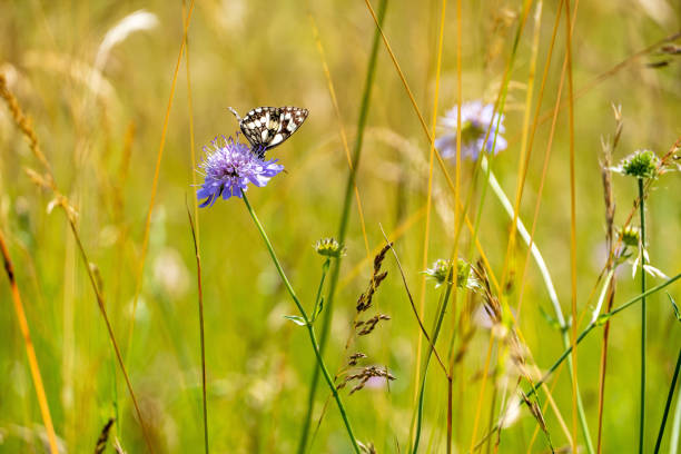 Marbled White Butterfly in wild nature