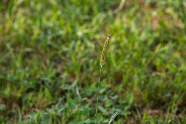 istock Setaria parviflora - Marsh bristlegrass 1328577651