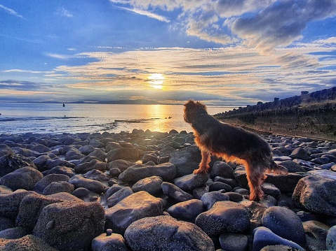 Yorkshire terrier at the beach