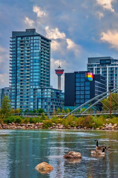 istock Geese Swimming On A Lake By Downtown Calgary 1328580354