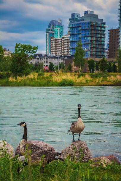 istock Geese And Gosling By The Bow River 1328580371