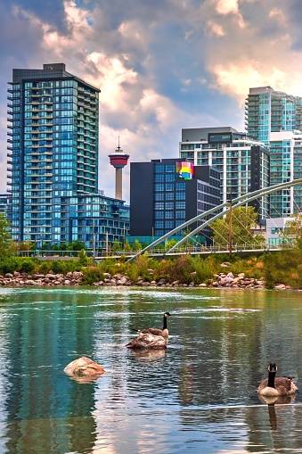 A pair of geese swimming around on a park lake by downtown Calgary in the summertime.