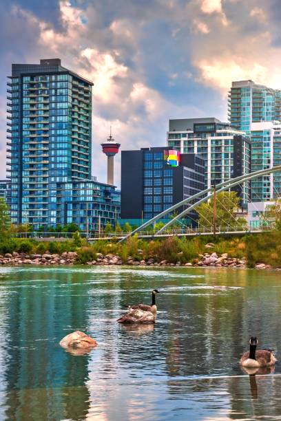 Geese Swimming On A Lake By Downtown Calgary stock photo