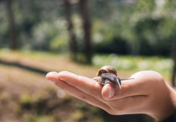 kuvapankkikuvat ja rojaltivapaat kuvat aiheesta lapsen kädestä pidettävän etanan makroyksityiskohta samalla, kun se työntää sarvensa aurinkoon kesäpäivänä valikoivalla fokus- ja kopiointitilalla - gastropod