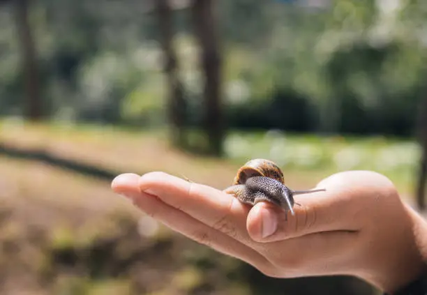 macro detail of a snail held by a child's hand while sticking its horns out in the sun on a summer day with selective focus and copy space