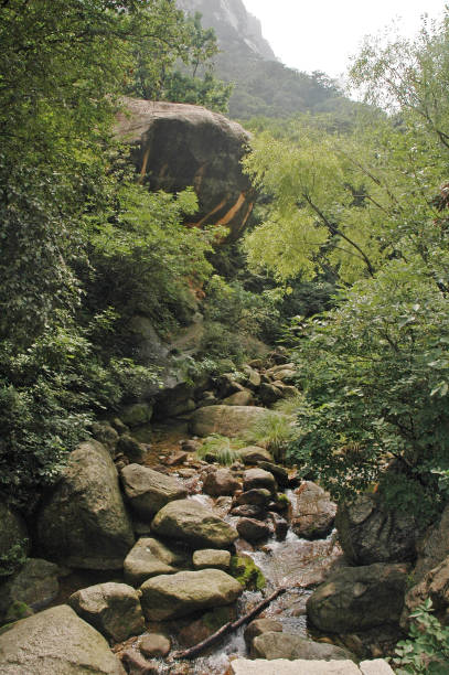 istock The trees in the mountain and river landscape 1328581284