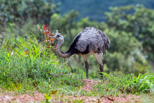Greater Rhea photographed in Chapada dos Veadeiros National Park, Goias. Greater Rhea photographed in Chapada dos Veadeiros National Park, Goias. Cerrado Biome. Picture made in 2015. oviparity stock pictures, royalty-free photos & images