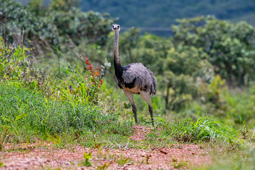 Greater Rhea photographed in Chapada dos Veadeiros National Park, Goias. Cerrado Biome. Picture made in 2015.