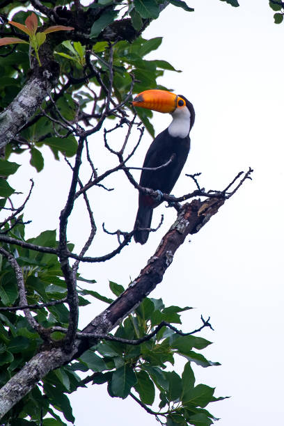 channel billed tukan fotografiert im chapada dos veadeiros nationalpark, goias. - dottertukan stock-fotos und bilder
