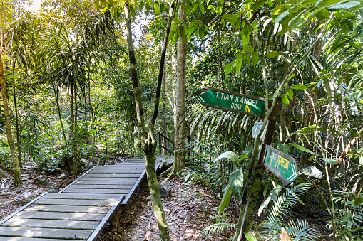 Wooden boadwalk and directional post to Canopy Walk and Teresek Hill at Taman Negara National Park, Pahang, Malaysia