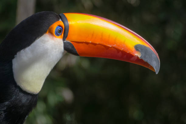 istock Toucan Closed Up 1328585823