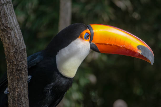 istock Toucan Closed Up 1328585842