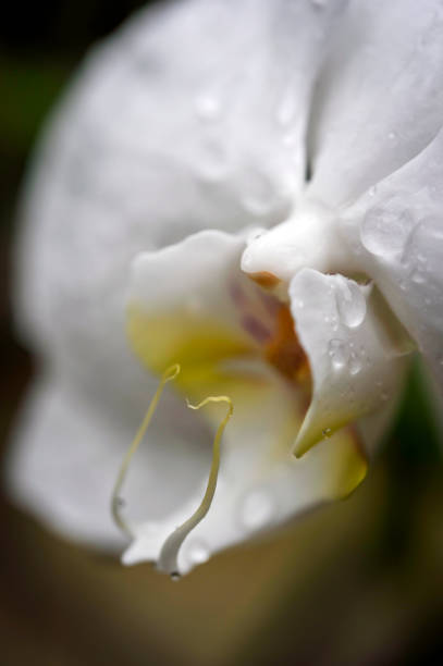 Orchid flower close-up