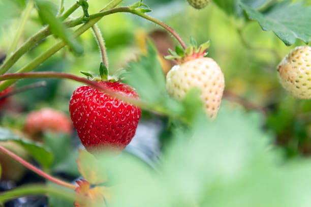 istock Strawberry picking in the farm 1328586873