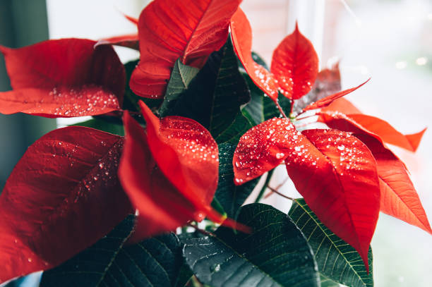 istock Christmas Poinsettia in ceramic pot 1328586958