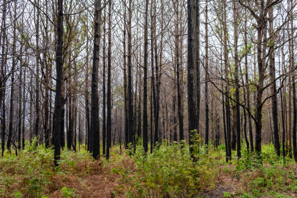 istock Pine forest Phu kradueng mountain in Loei in Thailand Resurrected after being burn. 1328590823