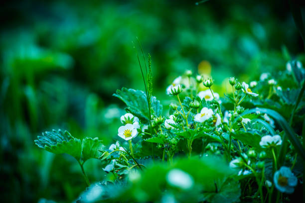 Family grown organic strawberry farm