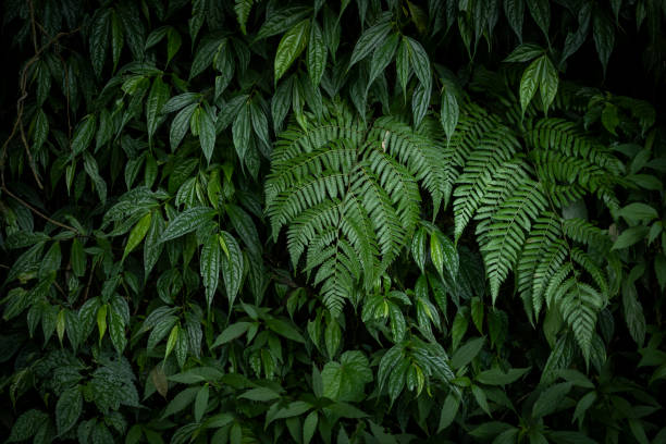 istock Tropical fern plant background from a rain forest 1328596386