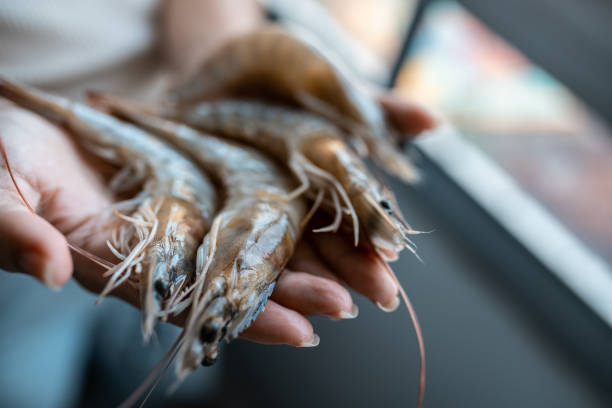 Raw shrimp hands Shrimp, Fishing Market, Raw, Hand catch of fish stock pictures, royalty-free photos & images