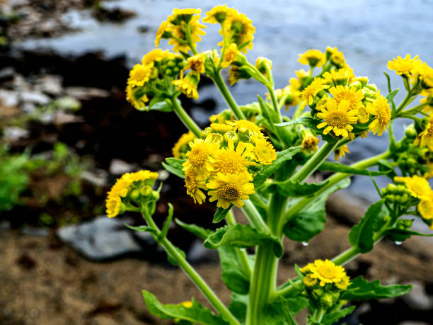 istock bright flowering plant on the lake shore 1328602346