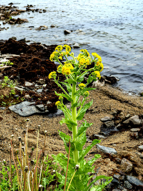 istock bright flowering plant on the lake shore 1328602348